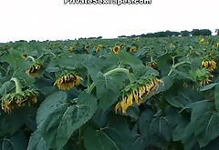 Slutty and kinky bitch gets drilled in sunflower field