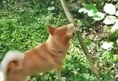 Sexy Shibe Unleashes Kinky Anger on Tree GONE WRONG MEMEY